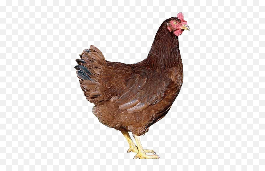 Hen Transparent - Indian Hen Png,Hen Png