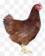 Hen Transparent - Indian Hen Png,Hen Png