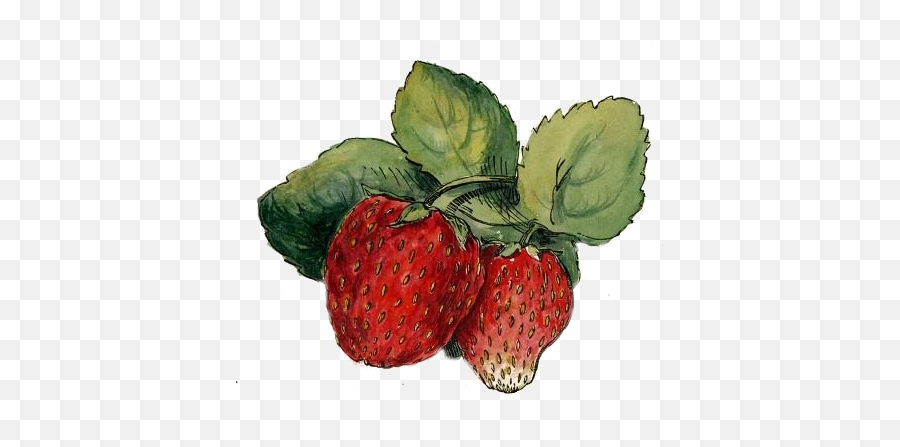 Strawberries - Png Transparency Overlay For Personal Use Vintage Strawberry Drawing,Strawberries Png