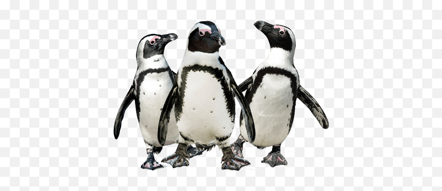Penguin Trio Transparent Png - Pinguinos Png,Penguin Transparent
