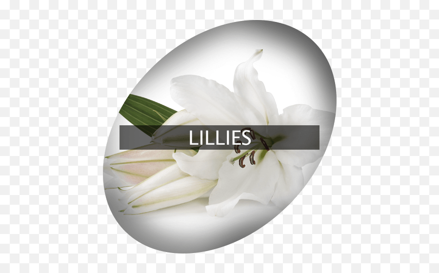 Lillies Indigrowcom - Gardenia Png,Lillies Png