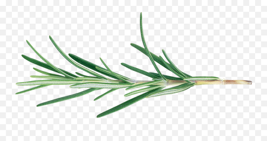 Download Transparent Ornamental Grass Png - Rosemary Clipart Rosmarinus Officinalis Png,Grass Clipart Transparent Background