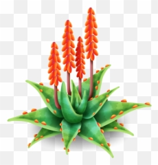 Aloe Vera Png Images Free - Aloe Flower Png,Aloe Vera Png