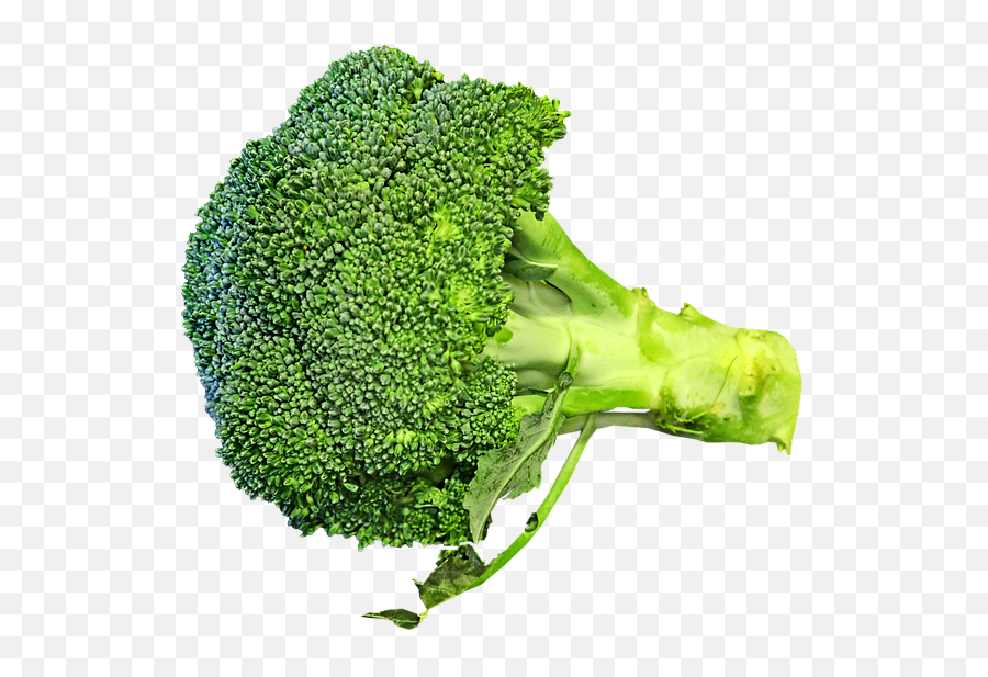 Free Photo Vegetable Nutrition Broccoli Healthy Cooking Food - Superfood Png,Broccoli Transparent Background