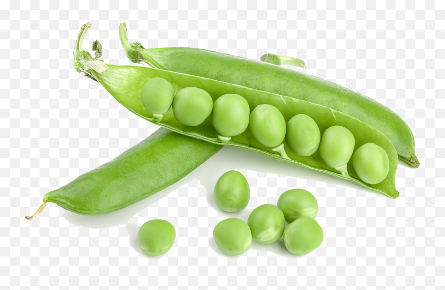 Green Bean Png Photos - Green Bean Png,Beans Png