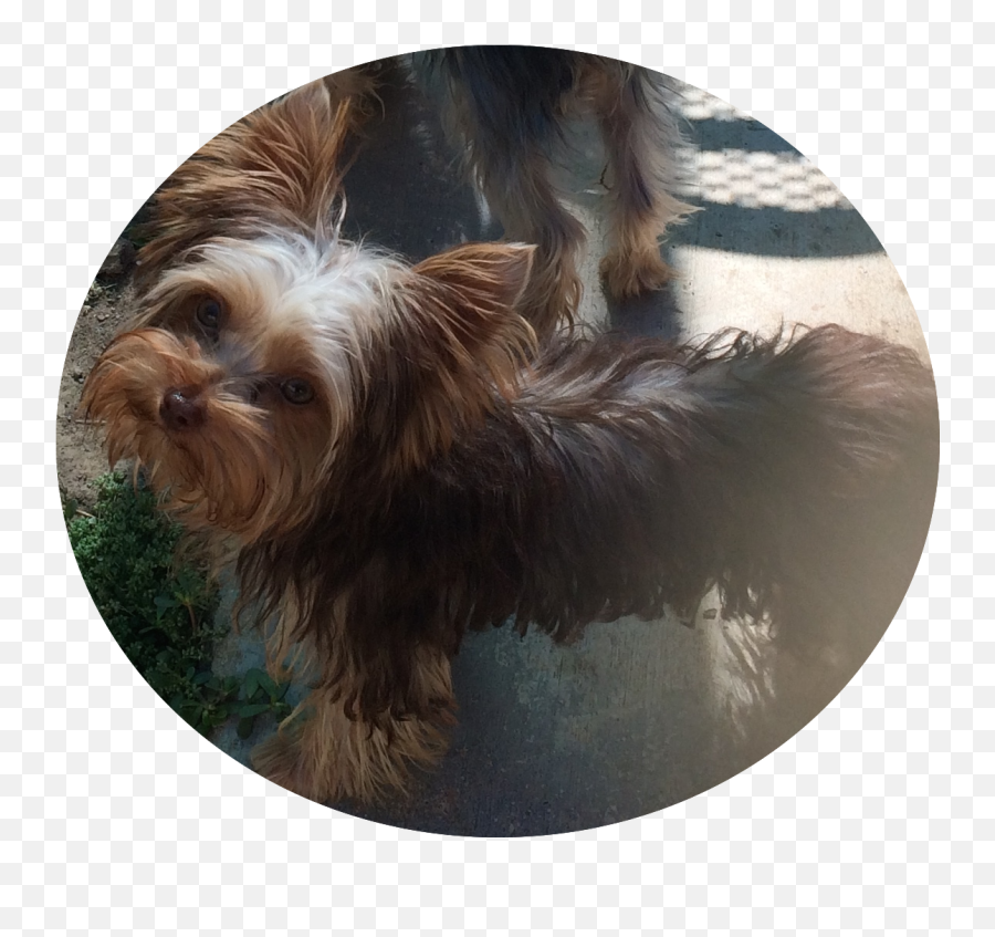Home Click - Vulnerable Native Breeds Png,Yorkie Png