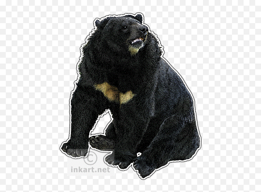 Download Asian Black Bear Decal - Drawing Png Image With No Drawing,Black Bear Png