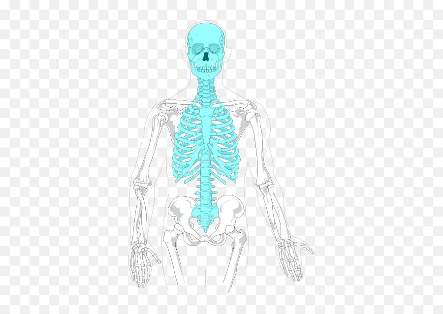 142 Introduction To The Skeletal System - Biology Libretexts Axial Skeleton Png,Skeleton Arm Png