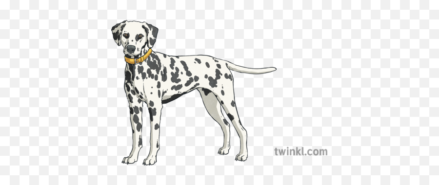 Dalmatian With Yellow Collar Dog Pet - Dot Png,Dalmatian Png