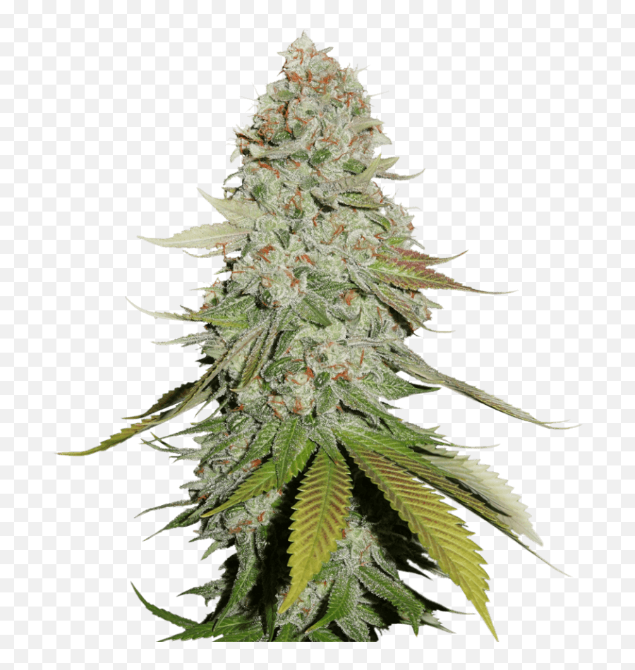 Sale Of Feminised Cannabis Seed - Gorilla Glue Seed Stockers Png,Gorilla Glue Logo