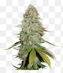 Sale Of Feminised Cannabis Seed - Gorilla Glue Seed Stockers Png,Gorilla Glue Logo