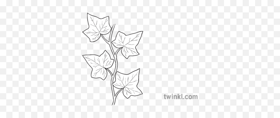 Ivy Vine Repeatable General Plant - Black And White Borders Of Leaves Png,Ivy Leaf Png