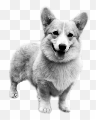 Celine Angelia - Clipart Corgis Black And White Png,Corgi Transparent