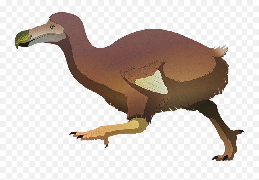 Dodo Dinosaur Wiki Fandom - Island Weirdness Png,Zoo Tycoon 2 Icon