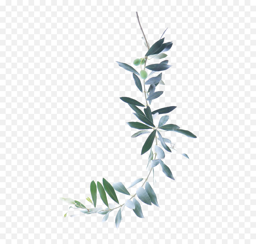 Pin By Cheryl Johnson - Watercolor Olive Branch Png,Watercolor Greenery Png