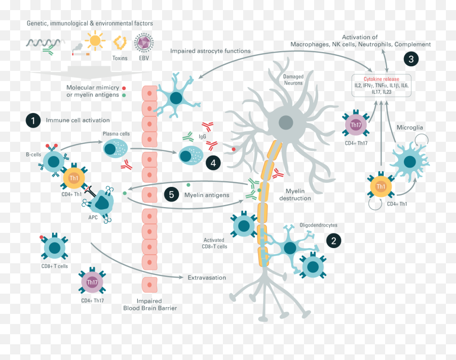 Autoimmunity - By Universe Life Sciences Cisbio Dot Png,Autoimmune Icon