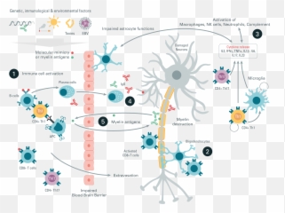 Autoimmunity - By universe Life sciences Cisbio Dot png