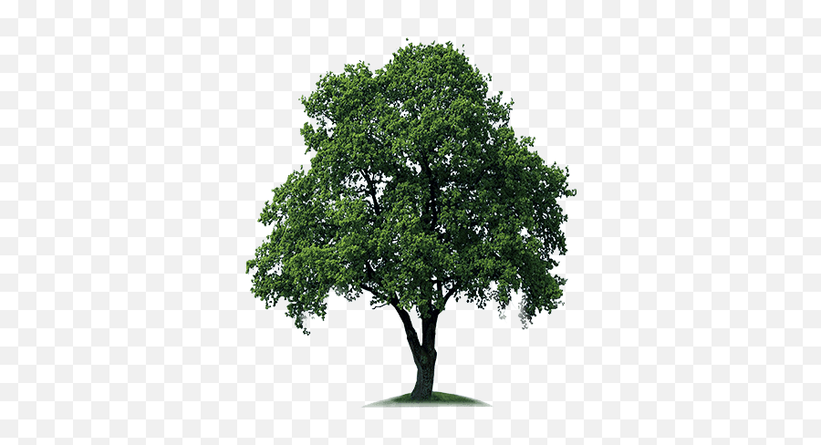 Tree Png Transparent Images - Tree Png,Free Tree Png