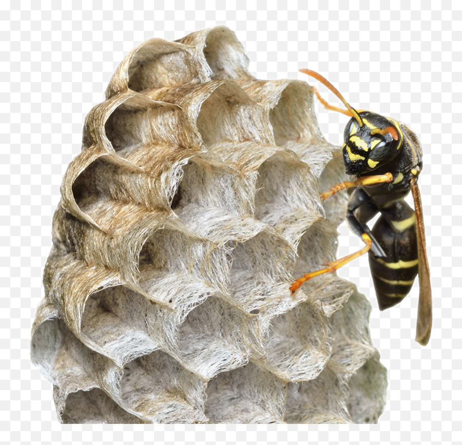 Habitat Magazine Tania Rippel - Hornet Png,Wasp Png