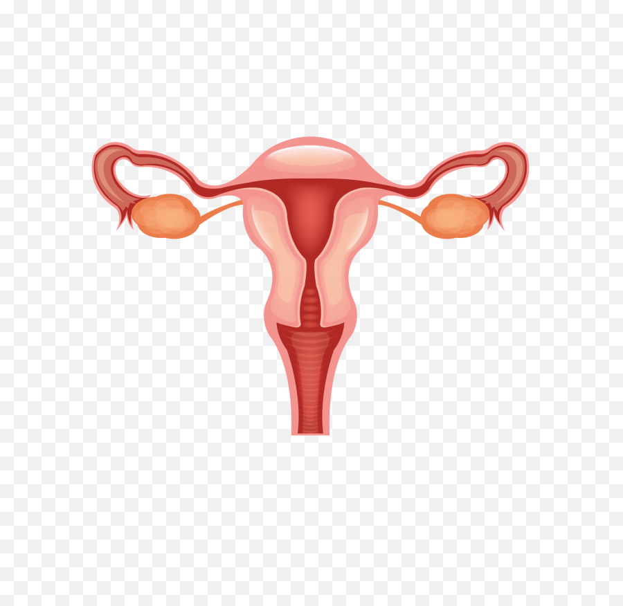 Female Reproductive System Clipart - Female Reproductive System Clip Art Png,Vagina Png