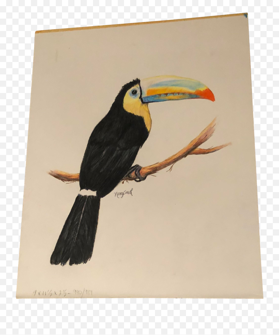 Original Colored Pencil Drawing Of A Toucan By Nancy Smith - Toucan Bird Colour Drawing Png,Tucan Png