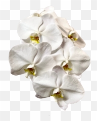 Orchids - Blooming Art Florist png