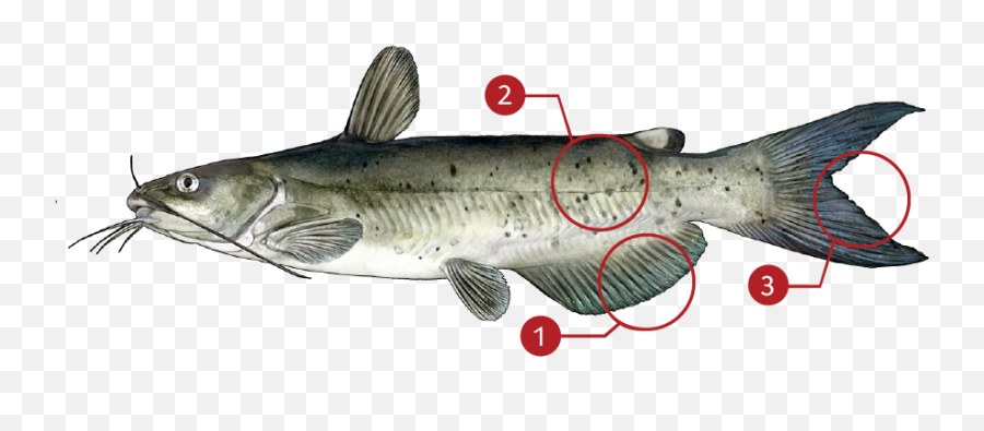 To Identify A Channel Catfish - Cat Fish Png,Catfish Png