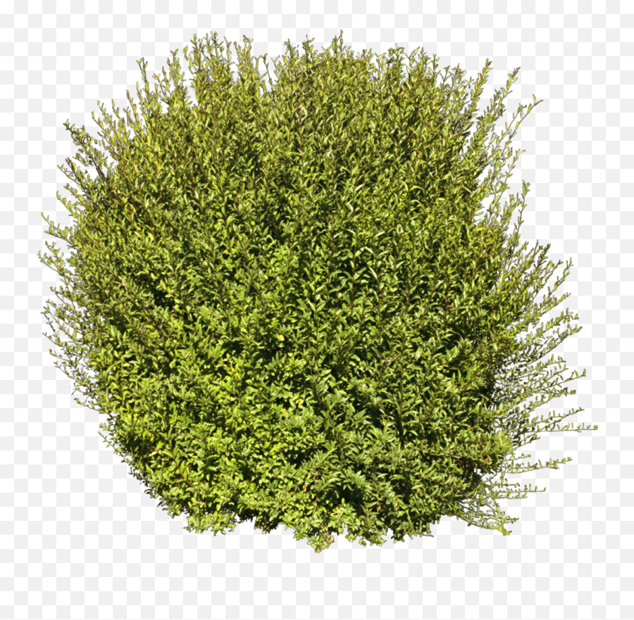 Tree Shrub Plant - Thuya Png,Bushes Png