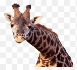 Giraffe Png - Transparent Background Giraffe Png,Giraffe Transparent Background