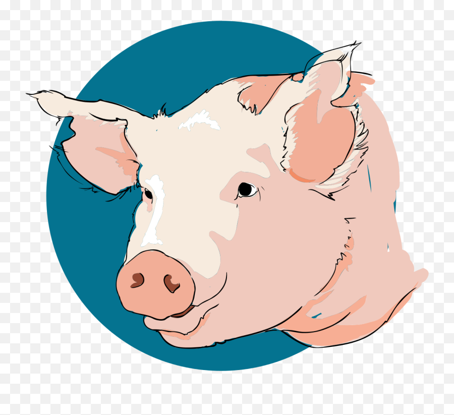 Library Of Wilbur Pig Wins A Prize Banner Transparent - Pig Head Clip Art Png,Pig Transparent
