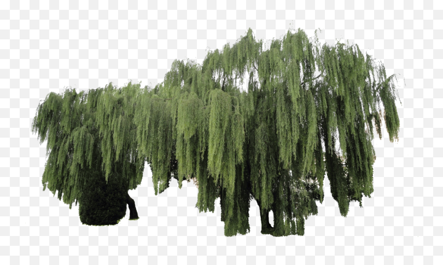 Download Weeping Willow Plant Cut - Weeping Willow Png,Weeping Willow Png