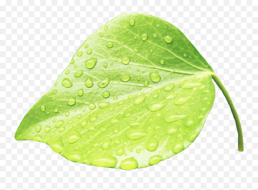 Raindrop Clipart Moisture Transparent - Leaves Water Png,Rain Drops Png