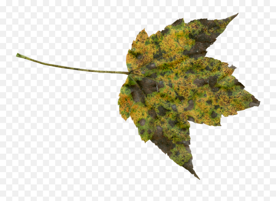 Autumn Fall Transparent - Free Photo On Pixabay Transparent Foliage Png,Transparent Fall Leaves