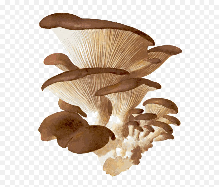 Edible Mushroom Png Download Image Arts - Oyster Mushroom Hd Png,Mushroom Transparent Background