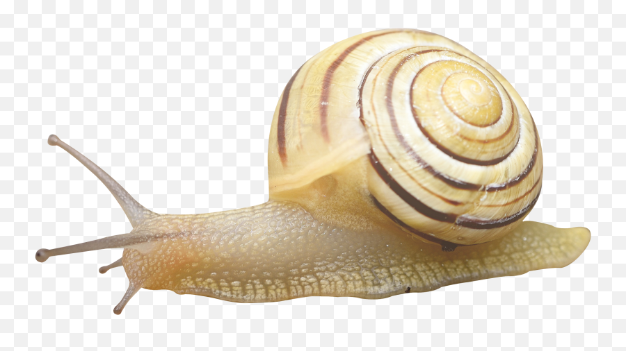 Snail Png Image - Snail Png Transparent,Snail Png