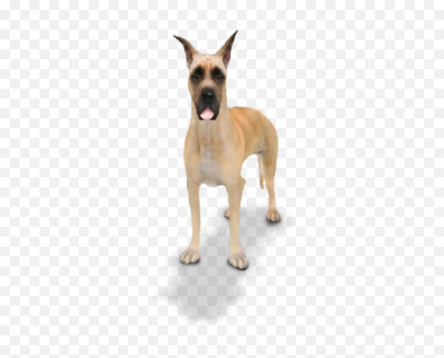 Png And Vectors For Free Download - Companion Dog,Great Dane Png