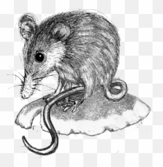 Honey Possum Png Transparent