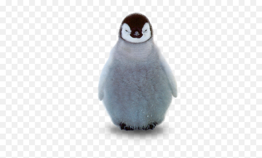 Transparent Baby Penguin - Baby Penguin Png,Penguin Transparent