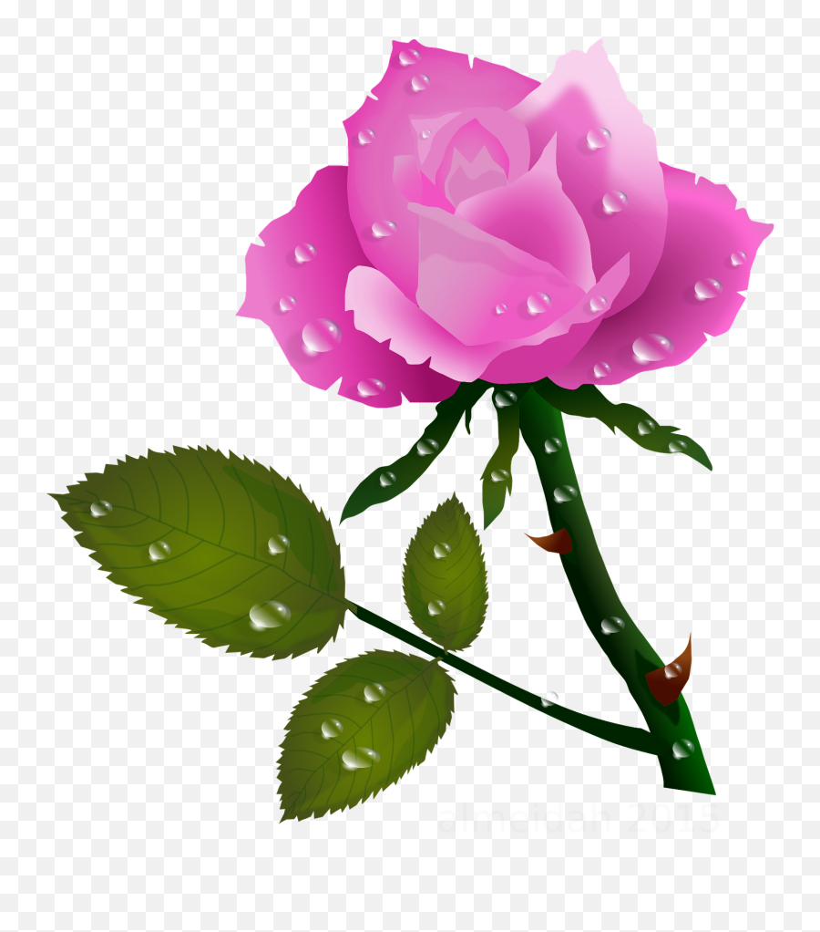 Pink Rose With Water Drops Roses Planter - Rose Flower With Water Drops Png,Planter Png