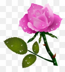 Pink Rose With Water Drops Roses Planter - Rose Flower With Water Drops Png,Planter Png