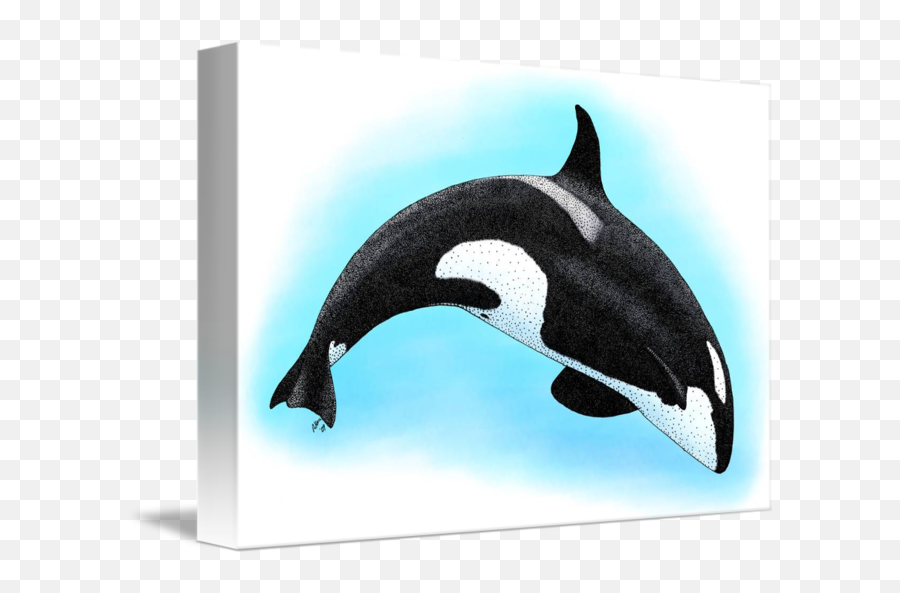 Killer Whale By Roger Hall - Killer Whale Drawing Png,Killer Whale Png