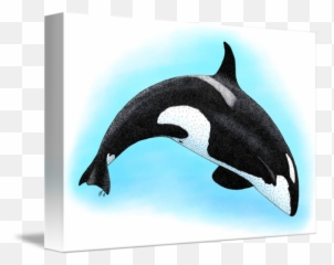 Killer Whale By Roger Hall - Drawing png