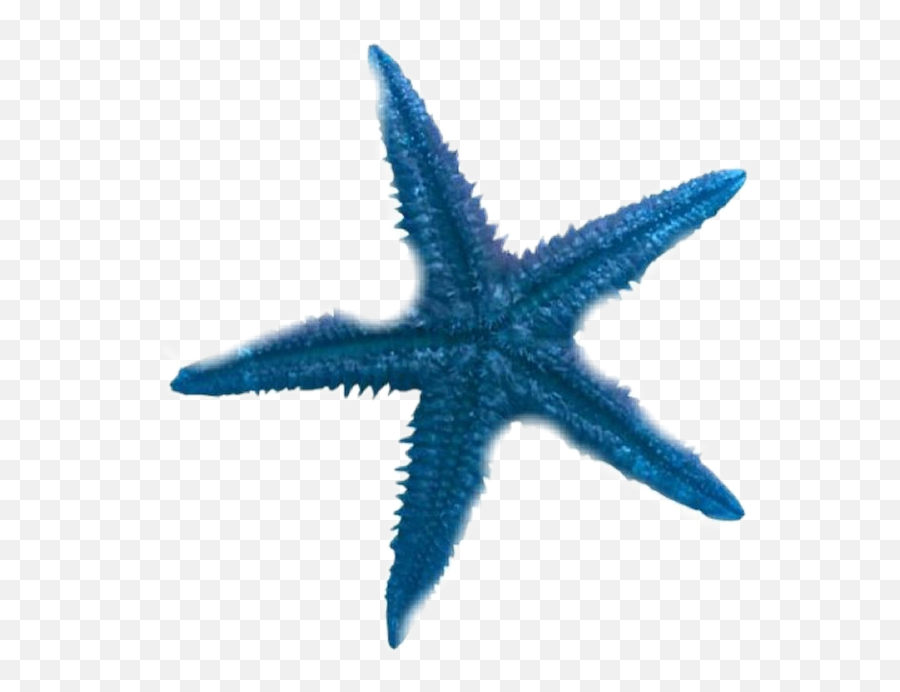 Star Fish Starfish Sea Blue Sticker By Savannah - Blue Starfish Clipart Png,Blue Starfish Logo