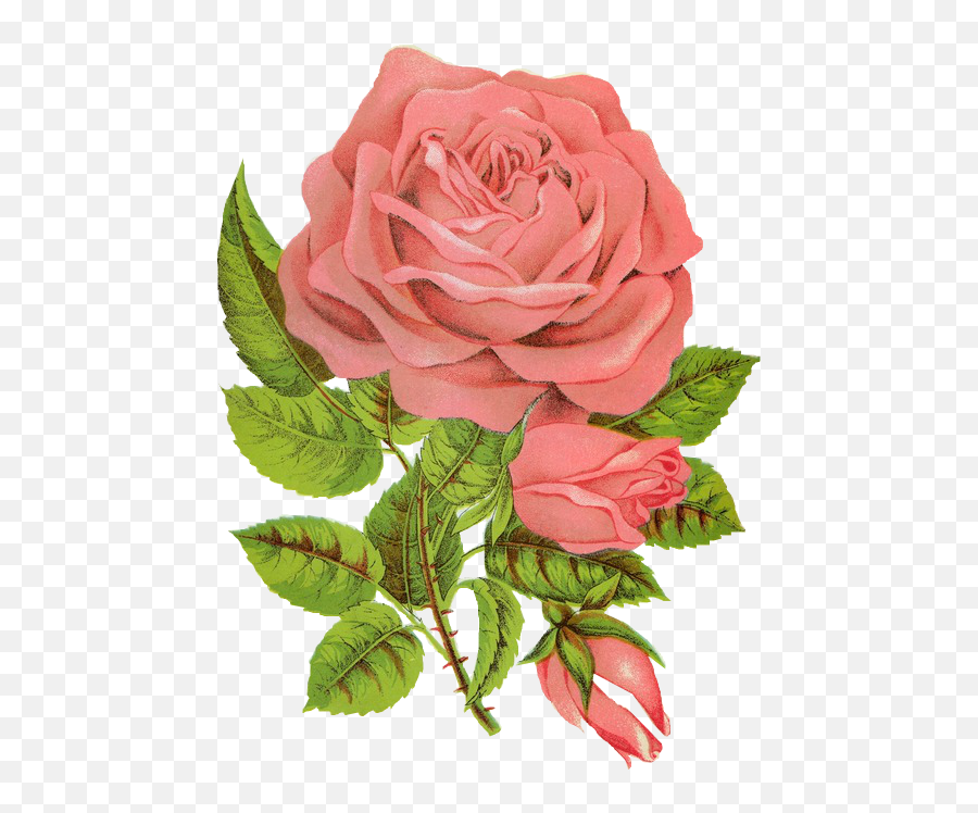 Animal Groups Roleplay Wiki - Rose Followers Png,Transparent Flower Drawing Tumblr