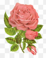 Animal Groups Roleplay Wiki - Rose Followers png