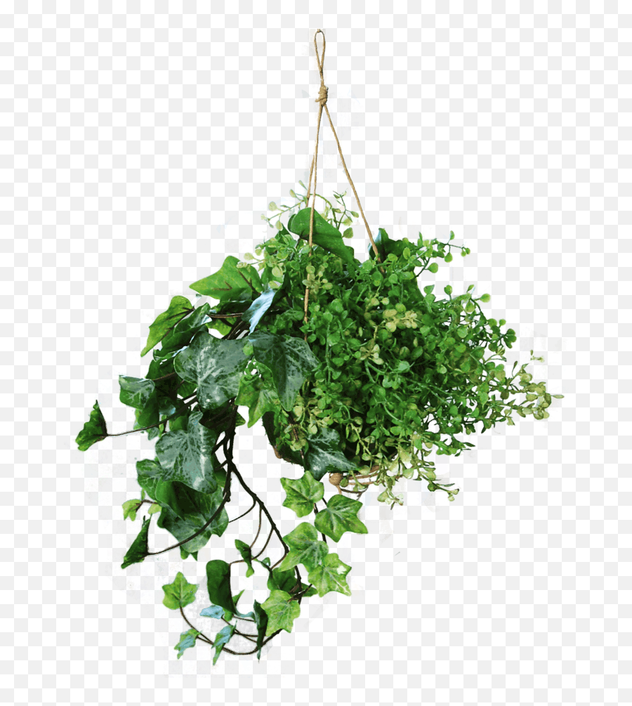 Hanging Basket With Light Frosted Ivy And A Myosotis Bush Green 45 Cm - Vertical Png,Hanging Ivy Png