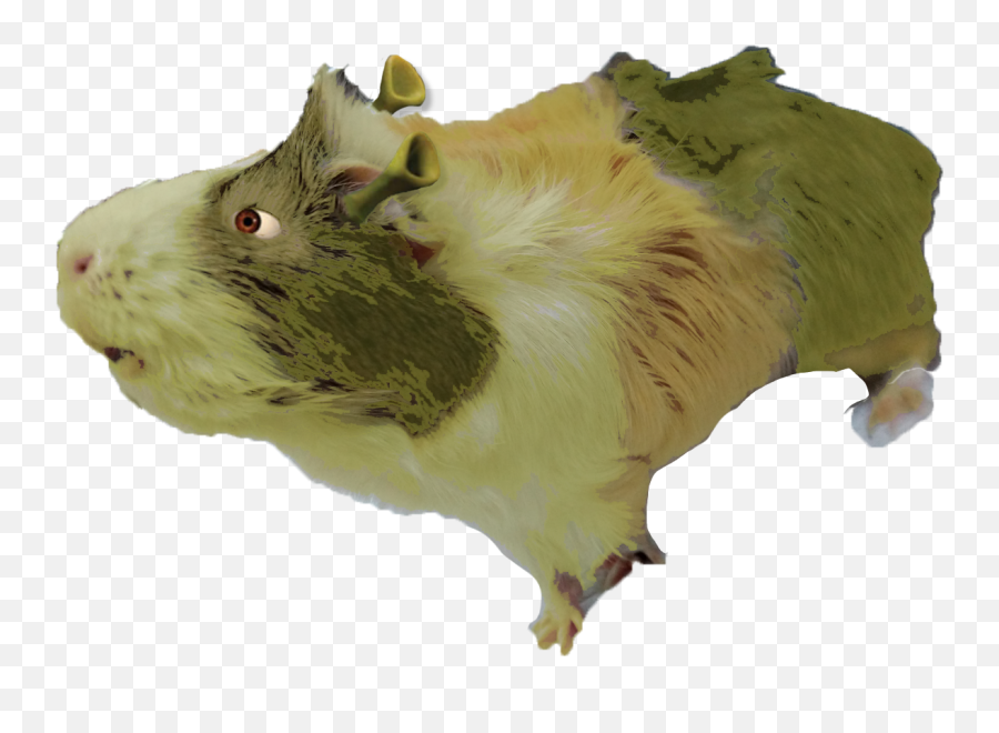 Shrek Guinea Pig - Album On Imgur Animal Figure Png,Guinea Pig Png