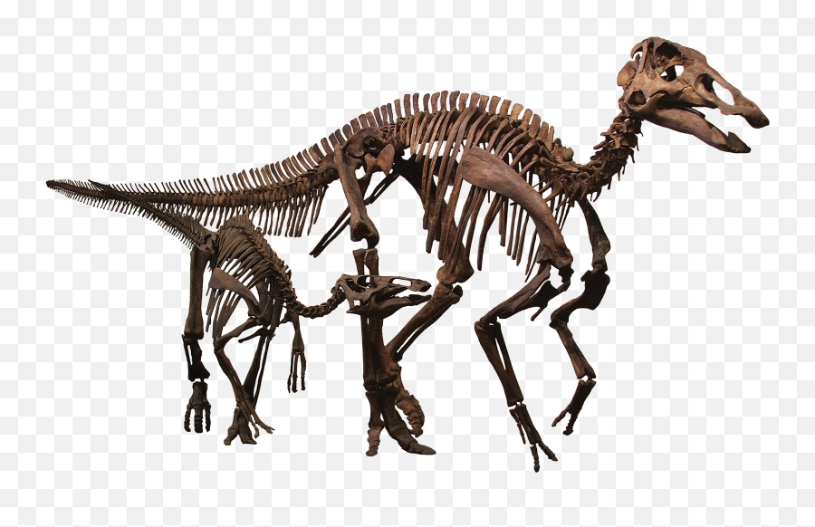 Edmontosaurus - Wikipedia Edmontosaurus Skeleton Png,Skeleton Arm Png