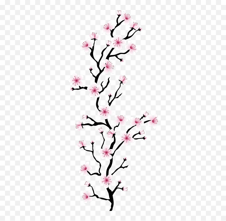Japanese Cherry Blossom Flower Wall Decal - Transparent Japanese Cherry Blossom Png,Cherry Blossom Flower Png