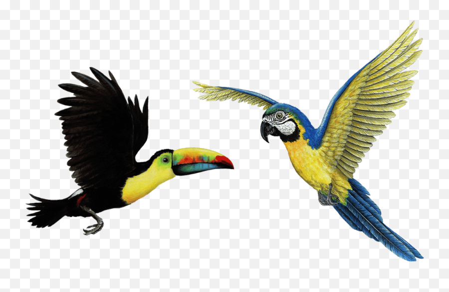 Tropical Bird Transparent U0026 Png Clipart Free Download - Ywd Tropical Bird Png,Black Bird Png